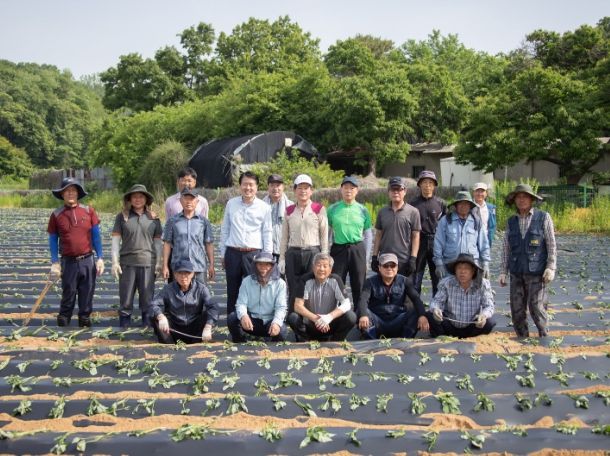 고구마 심기 행사