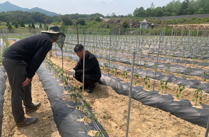임실군, 고추 안정생산 병해충 관리 현장 지도