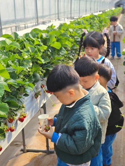 김천교육지원청, 새콤달콤 맛있는 딸기를 즐겨요
