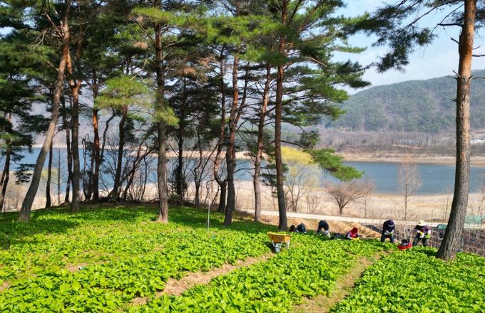 산나물(명이)