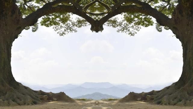 부여 가림성 사랑나무
